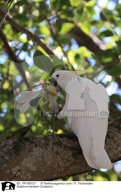 Sulphur-crested Cockatoo / FF-08721