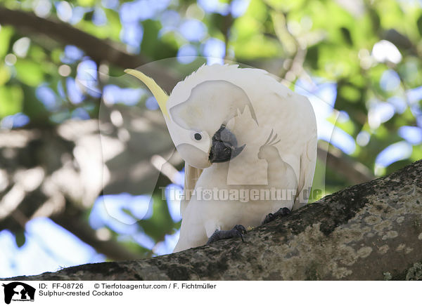 Sulphur-crested Cockatoo / FF-08726