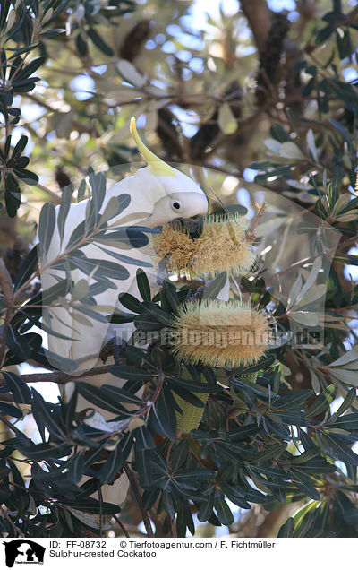 Sulphur-crested Cockatoo / FF-08732