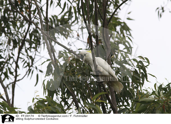 sitzender Gelbhaubenkakadu / sitting Sulphur-crested Cockatoo / FF-09174