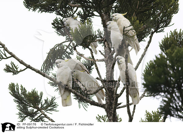 sitting Sulphur-crested Cockatoos / FF-09176
