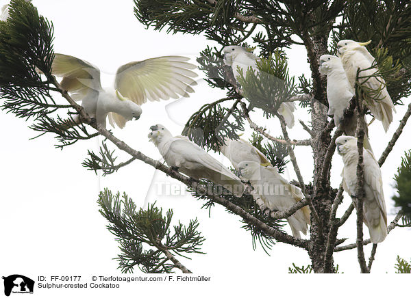 Gelbhaubenkakadu / Sulphur-crested Cockatoo / FF-09177