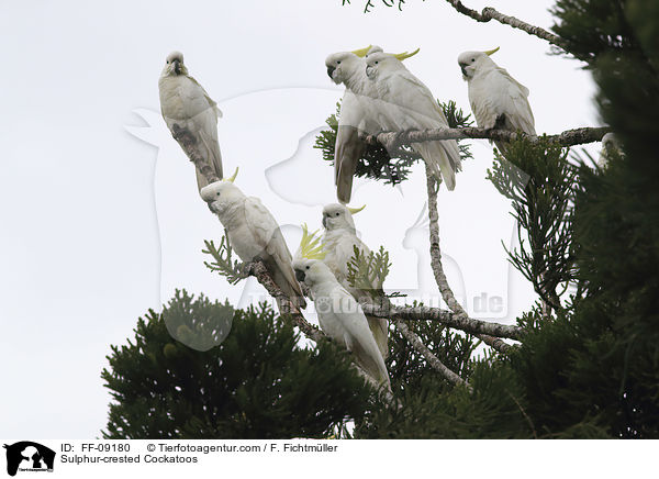 Gelbhaubenkakadus / Sulphur-crested Cockatoos / FF-09180