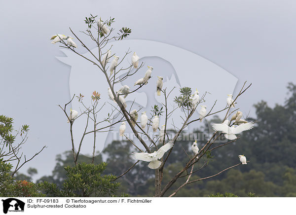 Gelbhaubenkakadu / Sulphur-crested Cockatoo / FF-09183