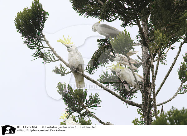 sitzende Gelbhaubenkakadus / sitting Sulphur-crested Cockatoos / FF-09184