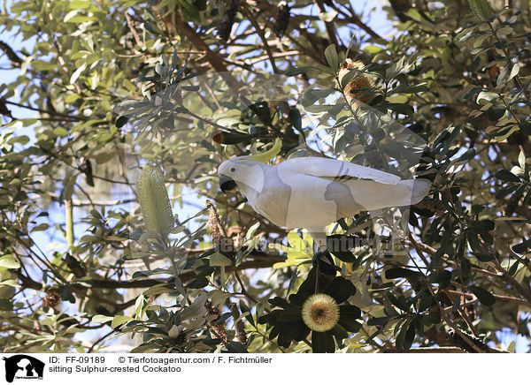 sitting Sulphur-crested Cockatoo / FF-09189