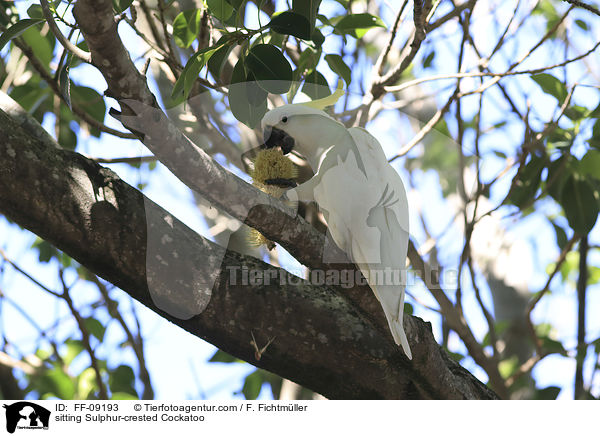 sitting Sulphur-crested Cockatoo / FF-09193