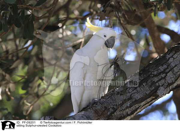 sitzender Gelbhaubenkakadu / sitting Sulphur-crested Cockatoo / FF-09201