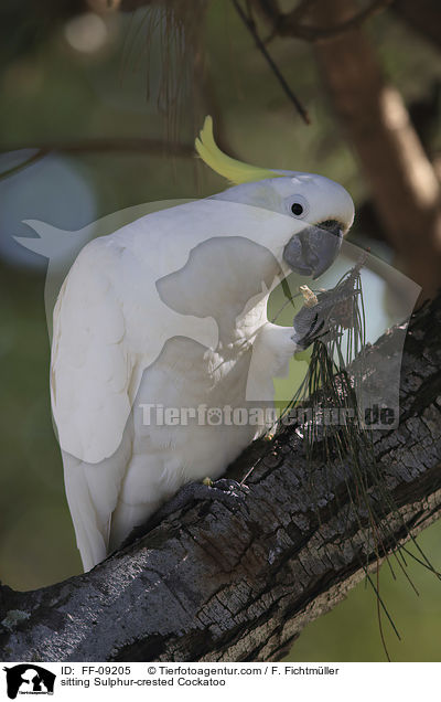 sitzender Gelbhaubenkakadu / sitting Sulphur-crested Cockatoo / FF-09205