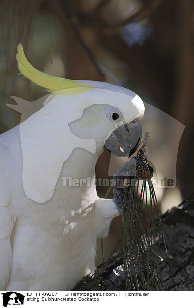 sitzender Gelbhaubenkakadu / sitting Sulphur-crested Cockatoo / FF-09207