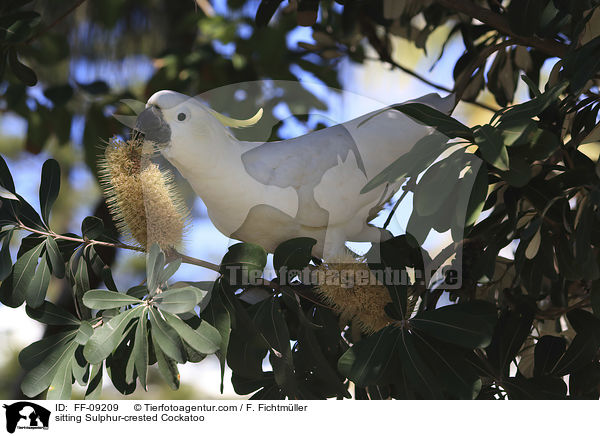sitting Sulphur-crested Cockatoo / FF-09209