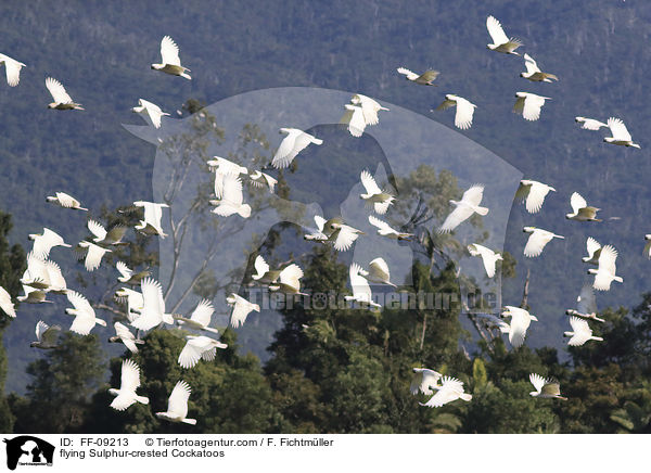 fliegende Gelbhaubenkakadus / flying Sulphur-crested Cockatoos / FF-09213