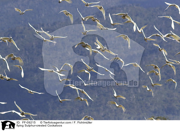 fliegende Gelbhaubenkakadus / flying Sulphur-crested Cockatoos / FF-09215