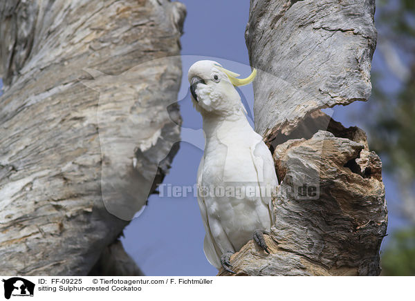 sitting Sulphur-crested Cockatoo / FF-09225