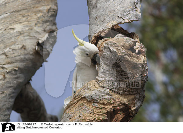 sitting Sulphur-crested Cockatoo / FF-09227