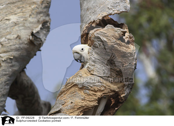 Sulphur-crested Cockatoo portrait / FF-09228