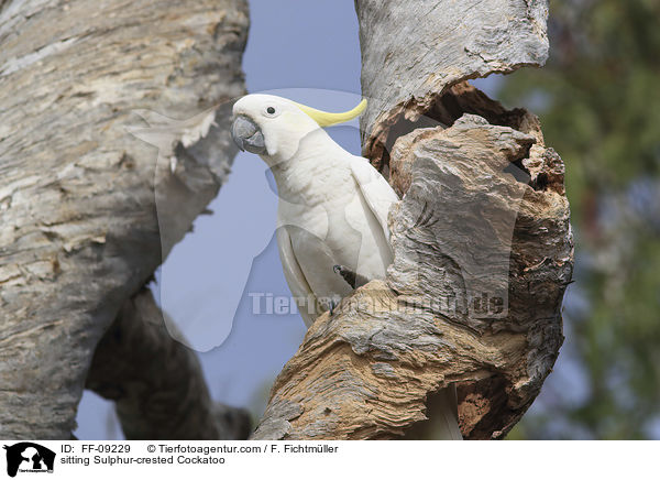 sitting Sulphur-crested Cockatoo / FF-09229