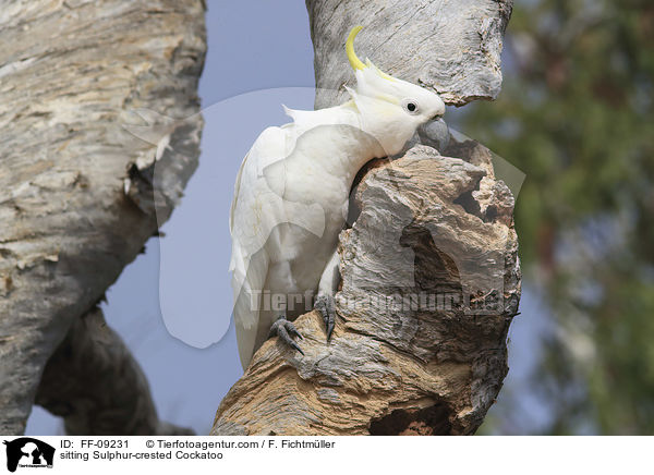 sitting Sulphur-crested Cockatoo / FF-09231