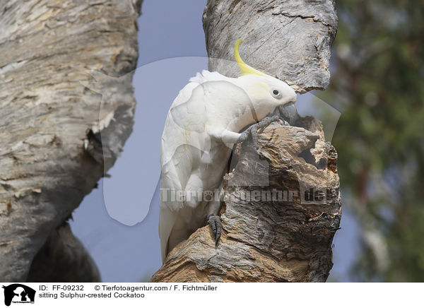 sitting Sulphur-crested Cockatoo / FF-09232