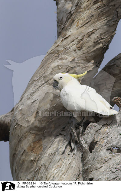 sitzender Gelbhaubenkakadu / sitting Sulphur-crested Cockatoo / FF-09234