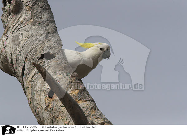 sitting Sulphur-crested Cockatoo / FF-09235