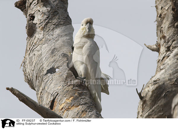 sitting Sulphur-crested Cockatoo / FF-09237