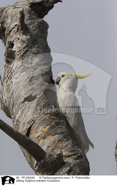 sitting Sulphur-crested Cockatoo / FF-09240