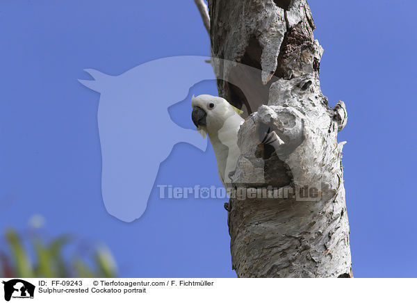 Sulphur-crested Cockatoo portrait / FF-09243
