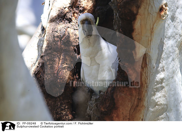 Gelbhaubenkakadu Portrait / Sulphur-crested Cockatoo portrait / FF-09248