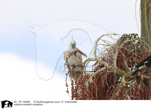 Gelbhaubenkakadu / sulphur-crested cockatoo / FF-15956