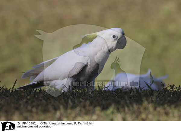 Gelbhaubenkakadu / sulphur-crested cockatoo / FF-15982