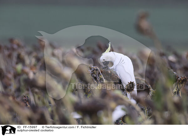 sulphur-crested cockatoo / FF-15997