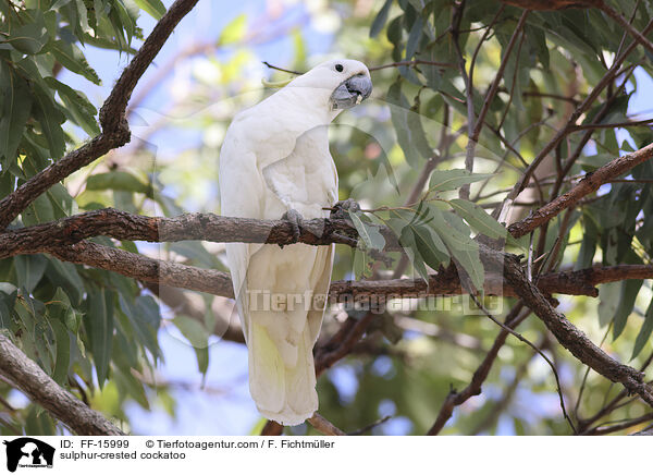 sulphur-crested cockatoo / FF-15999