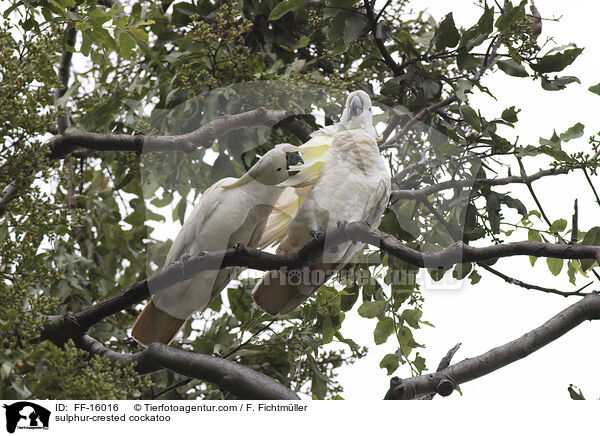 Gelbhaubenkakadu / sulphur-crested cockatoo / FF-16016
