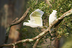 sulphur-crested cockatoos