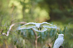 sulphur-crested cockatoos