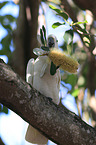 Sulphur-crested Cockatoo