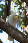 Sulphur-crested Cockatoo