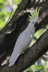 Sulphur-crested Cockatoo