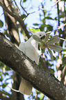 Sulphur-crested Cockatoo