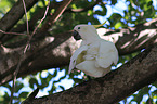 Sulphur-crested Cockatoo