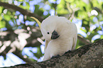 Sulphur-crested Cockatoo