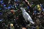 Sulphur-crested Cockatoo