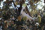 Sulphur-crested Cockatoo