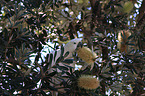 Sulphur-crested Cockatoo