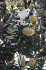 Sulphur-crested Cockatoo