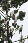 sitting Sulphur-crested Cockatoos