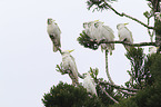 Sulphur-crested Cockatoos