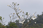 Sulphur-crested Cockatoo