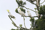 Sulphur-crested Cockatoos